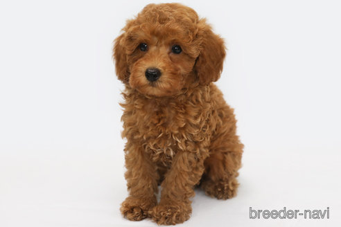 成約済の神奈川県のトイプードル-322032